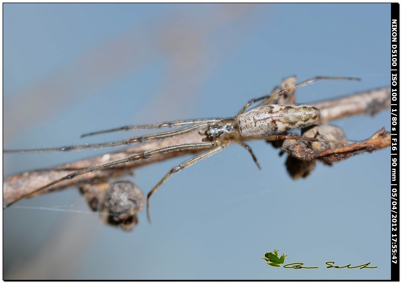 Tetragnatha sp.